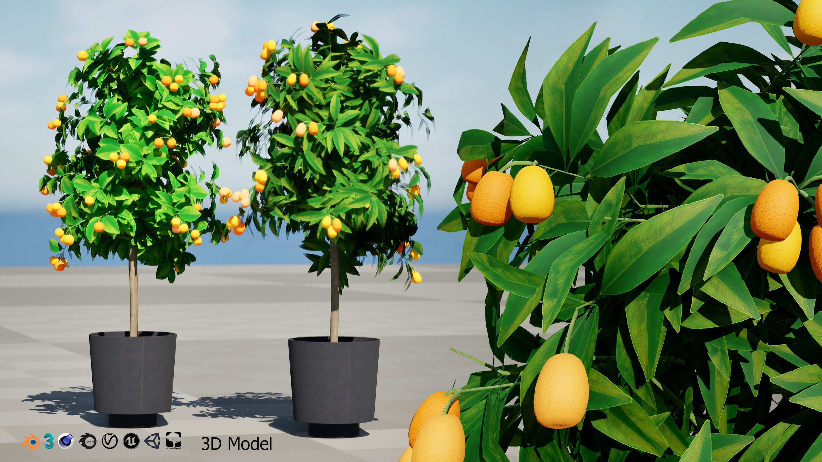 citrus trees collection Low-poly 3D model_6
