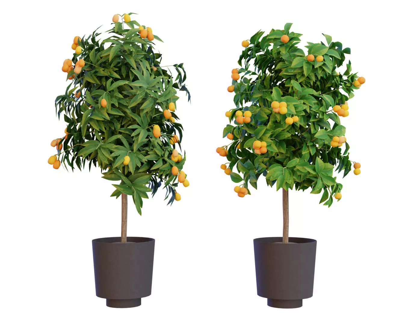 citrus trees collection Low-poly 3D model_0