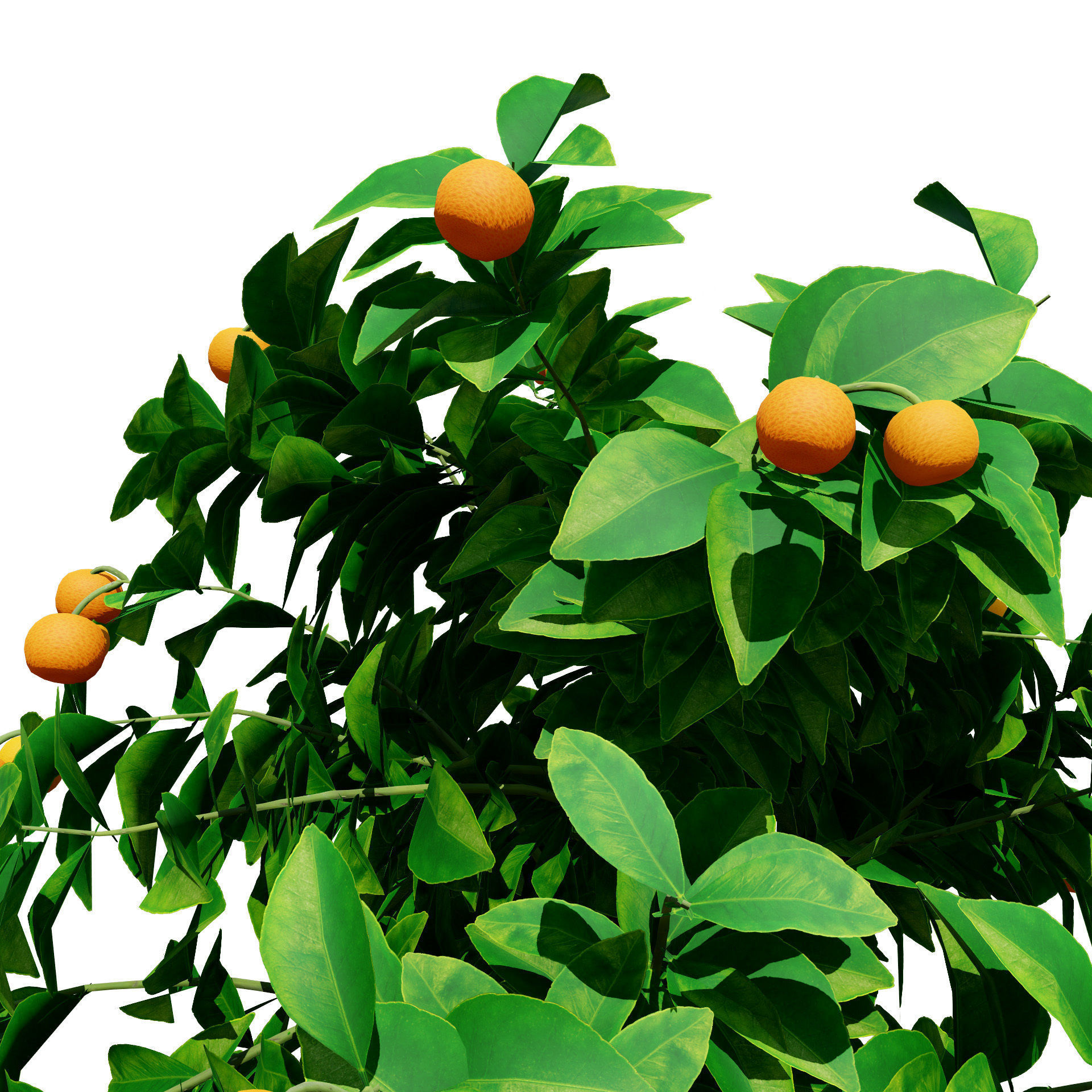 citrus trees collection Low-poly 3D model_4