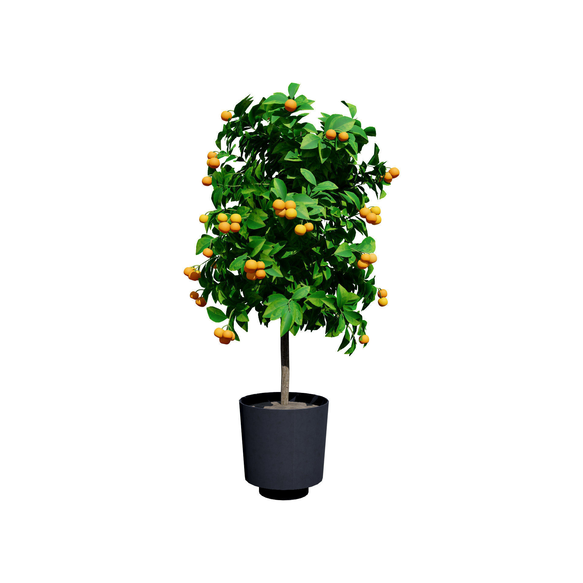 citrus trees collection Low-poly 3D model_3