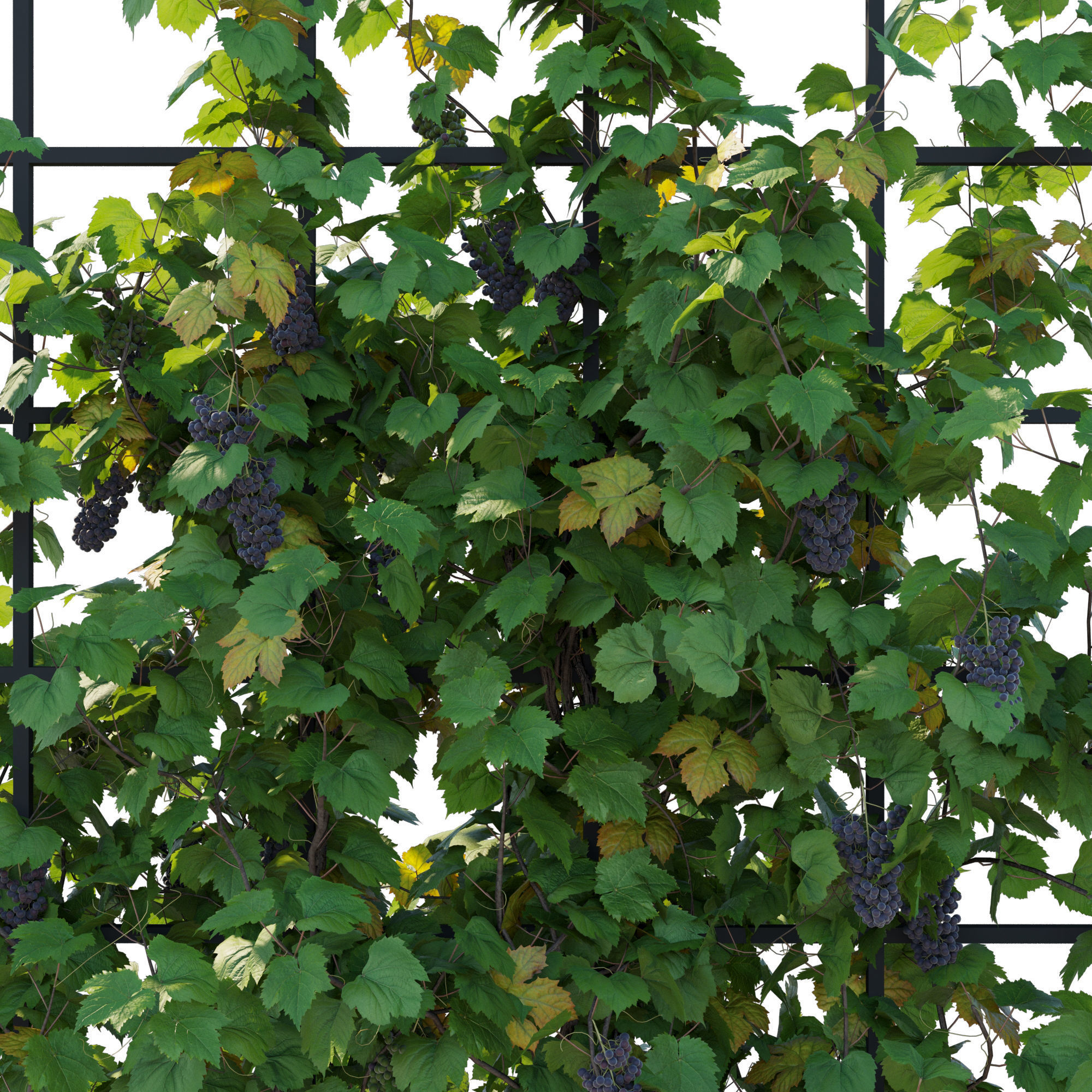 Vines Grapes 04 3D model_3