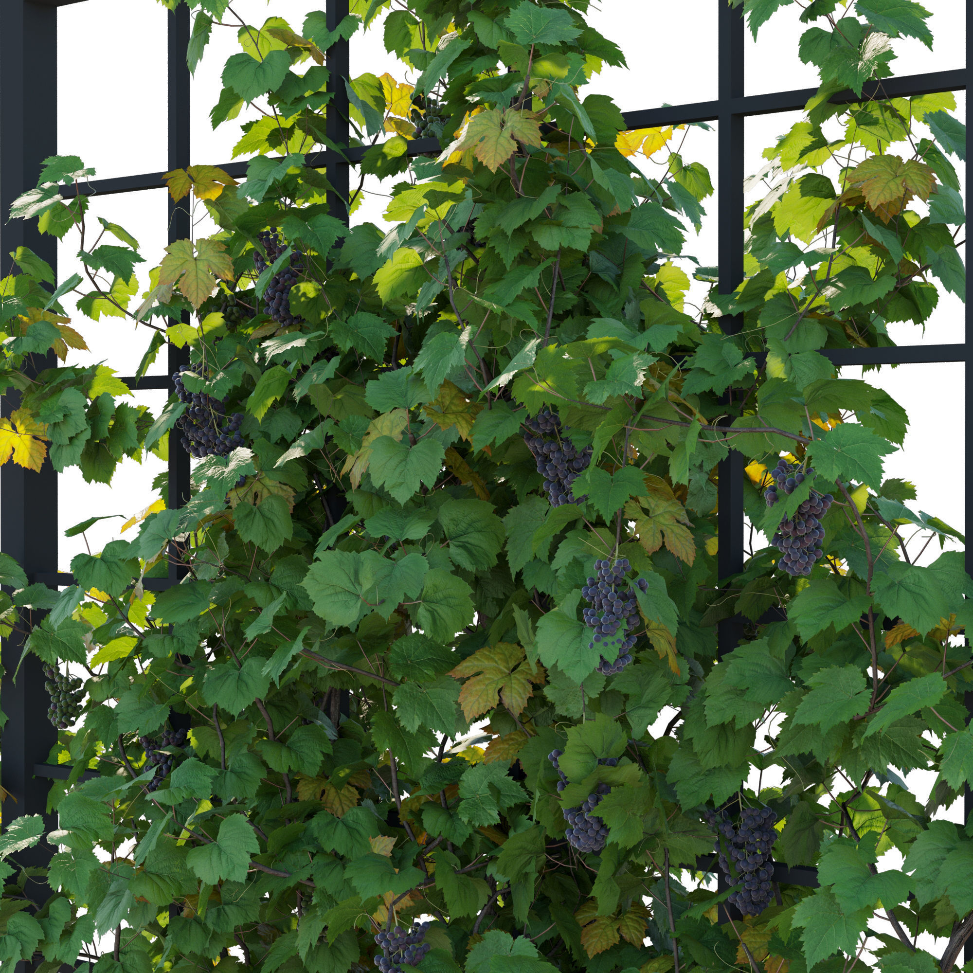 Vines Grapes 04 3D model_2