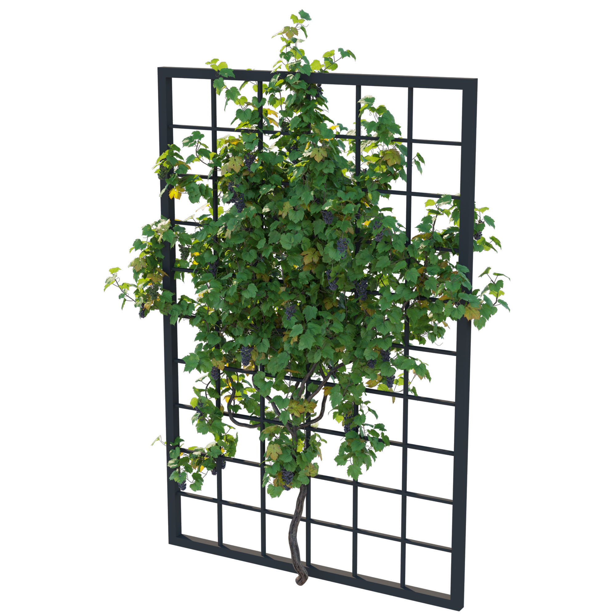 Vines Grapes 04 3D model_1