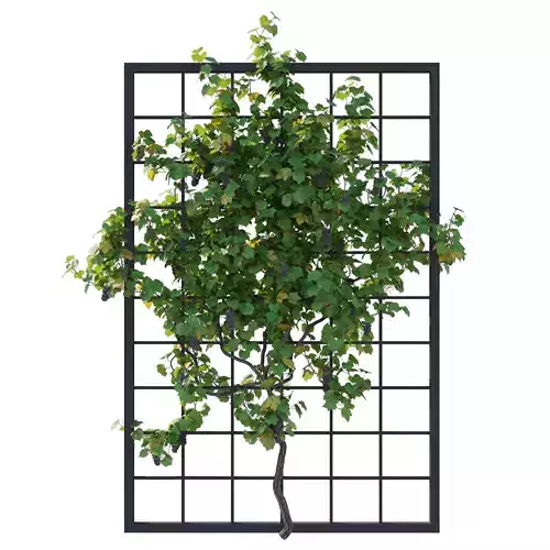 Vines Grapes 04 3D model