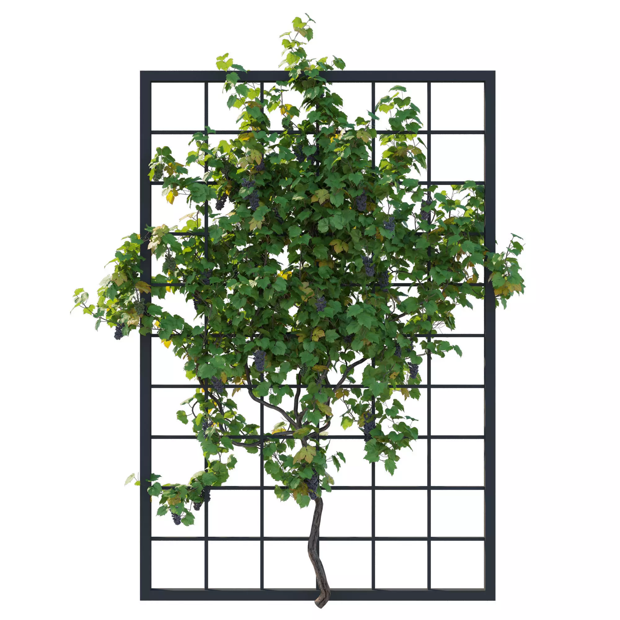 Vines Grapes 04 3D model_0