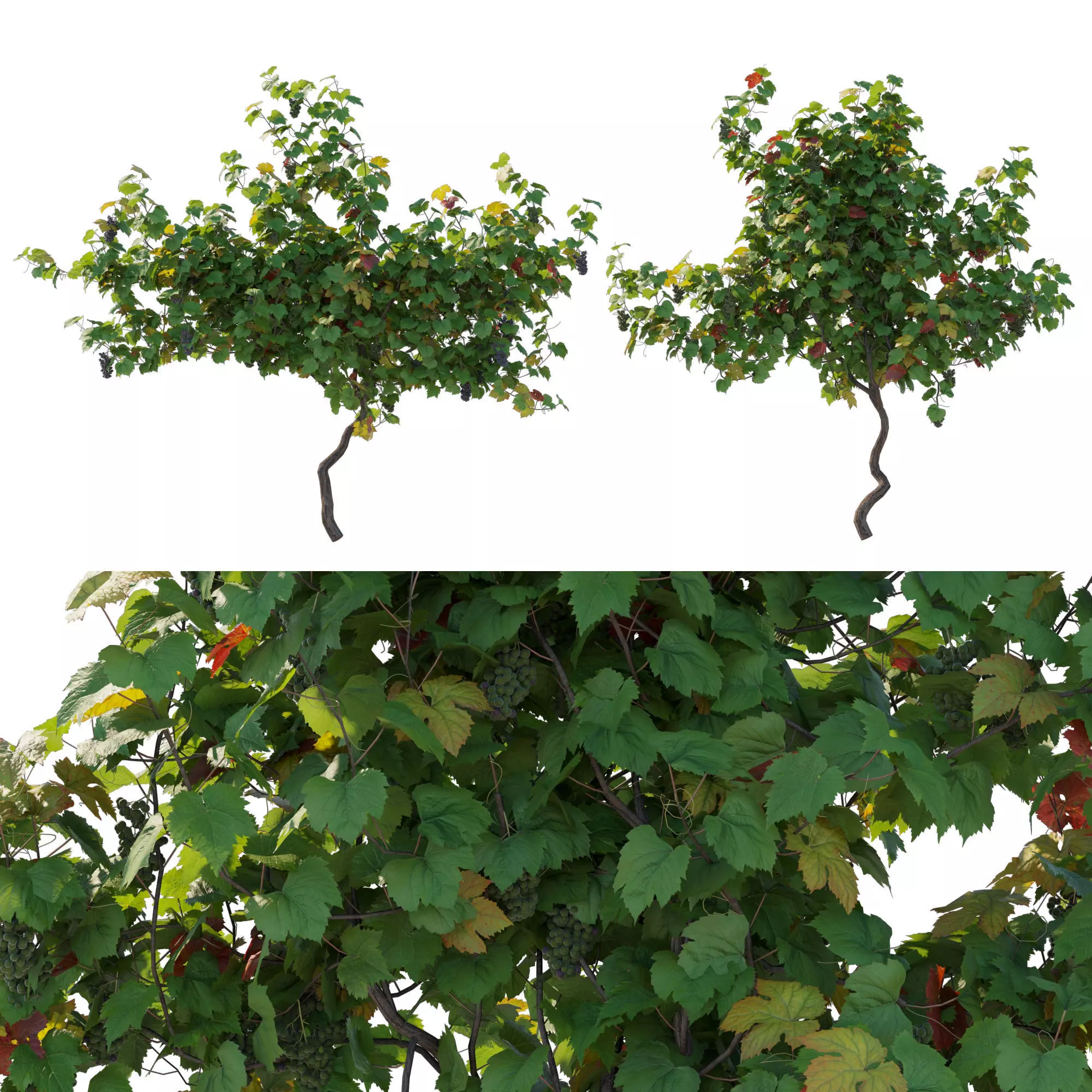 Vines Grapes 05 3D model