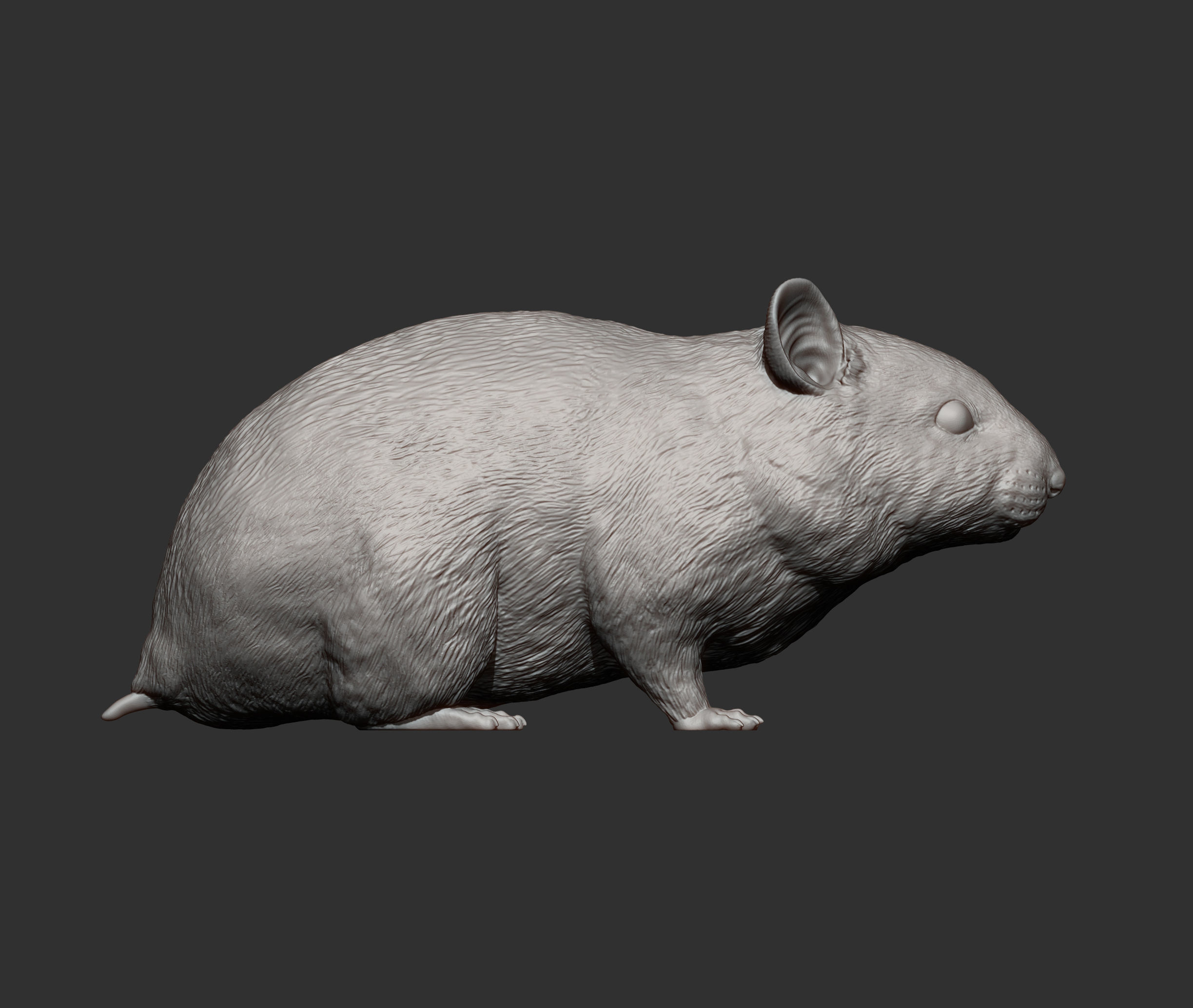 Hamster 3D print model_10
