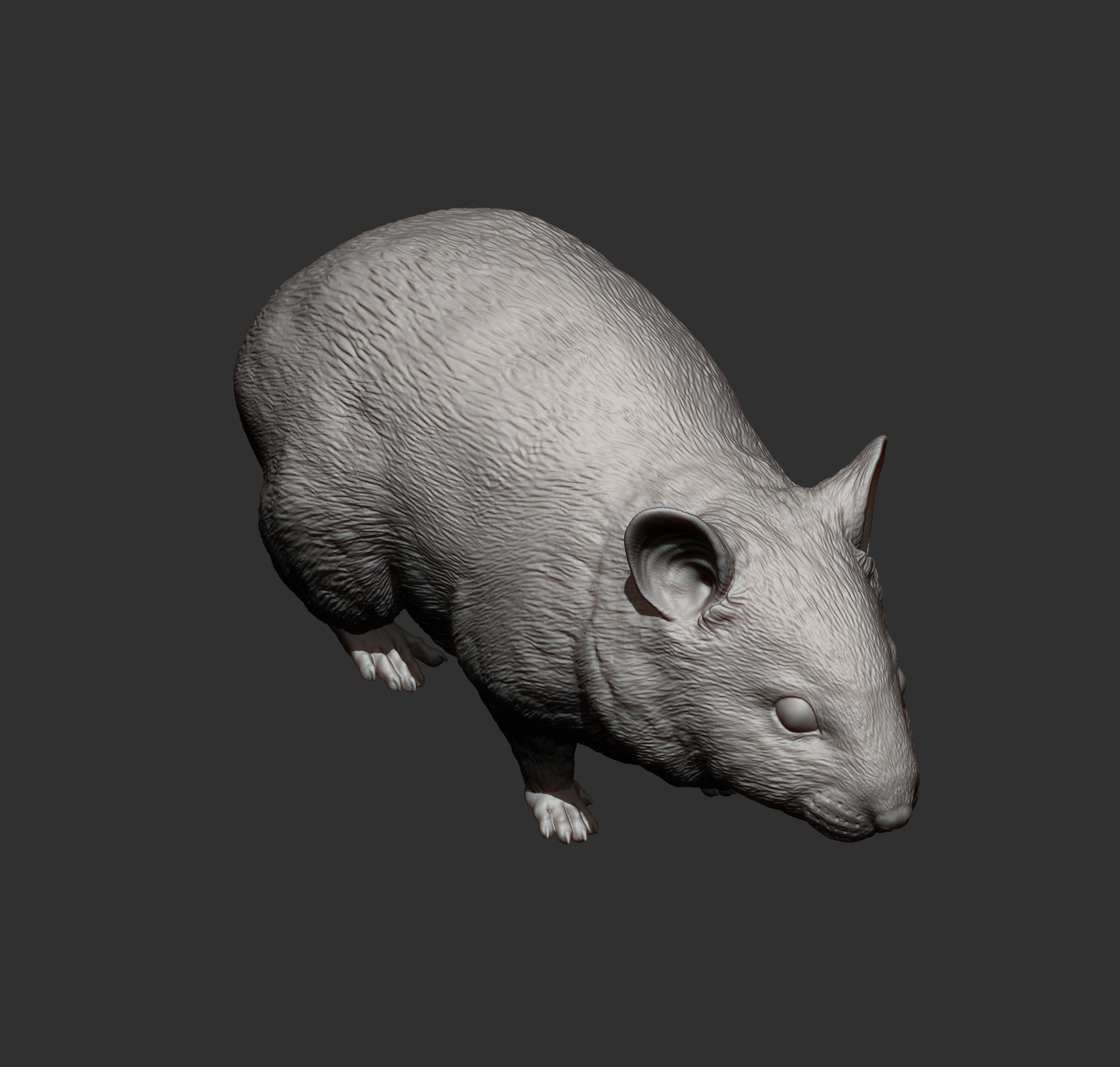 Hamster 3D print model_7