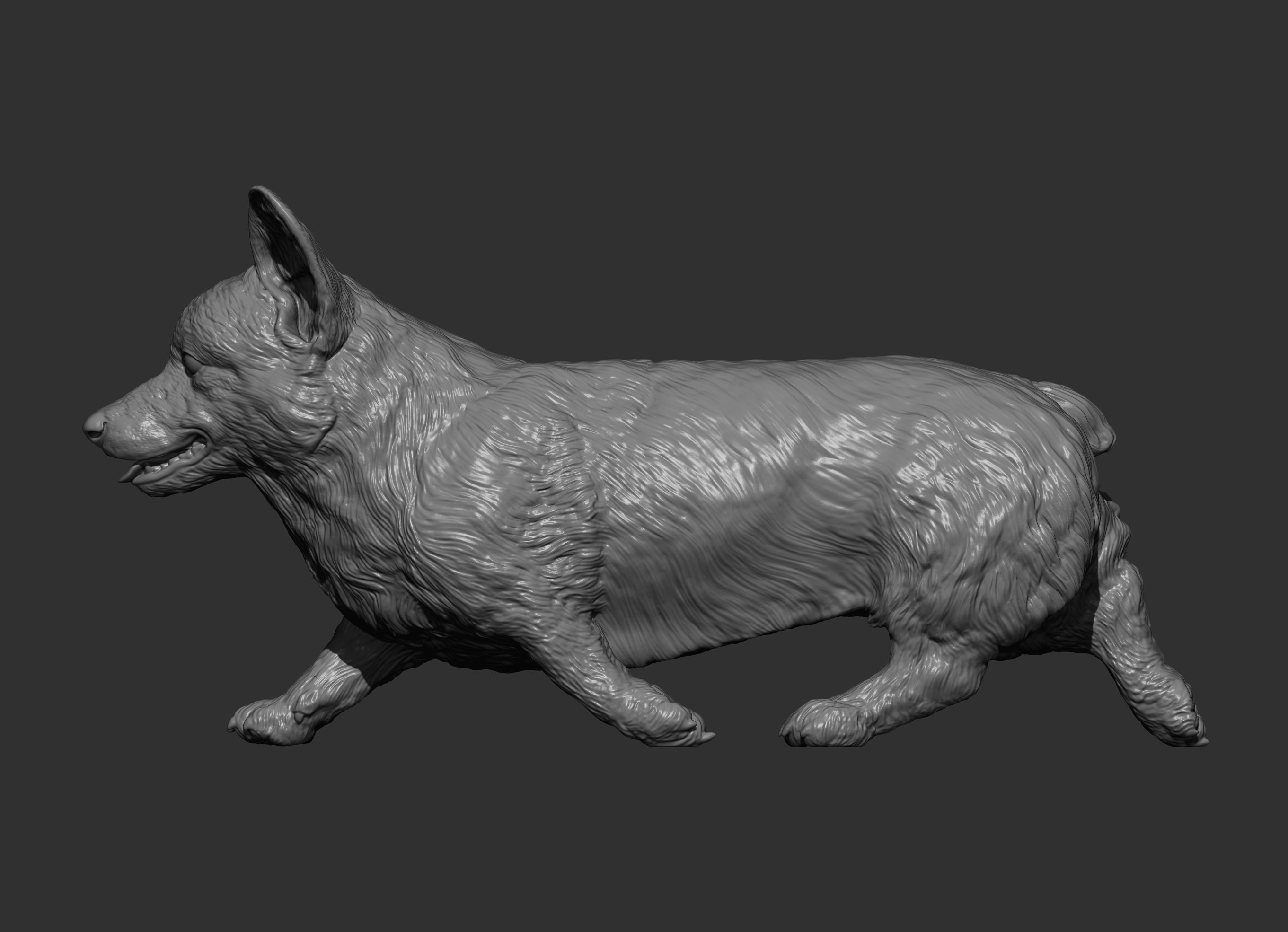 Pembroke Corgi runs 3D print model_11