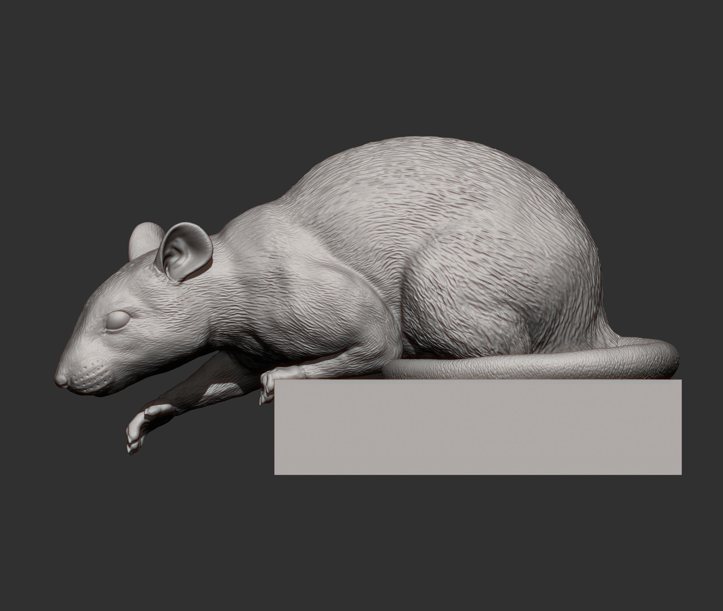 Rat looking down 3D print model_9