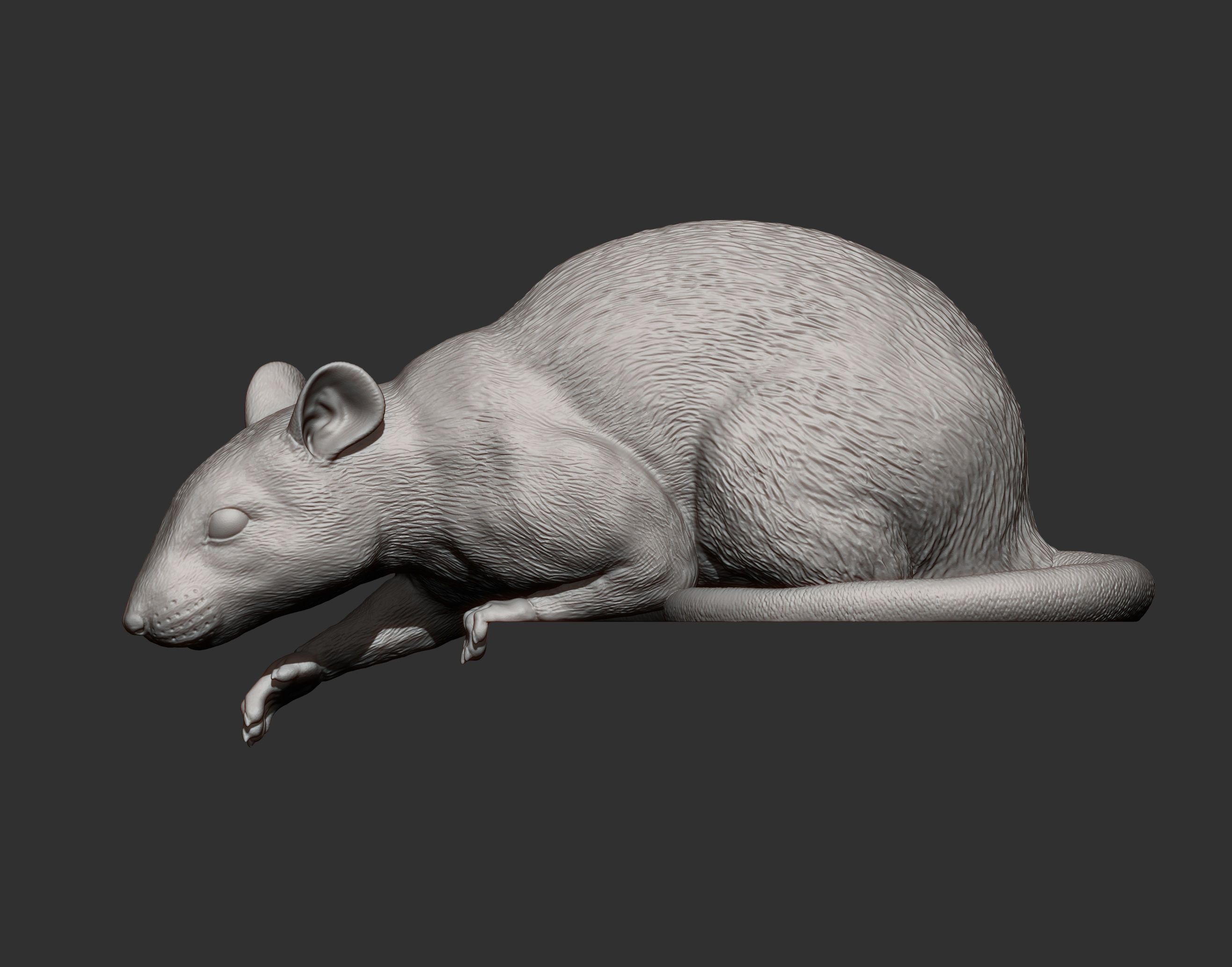Rat looking down 3D print model_14