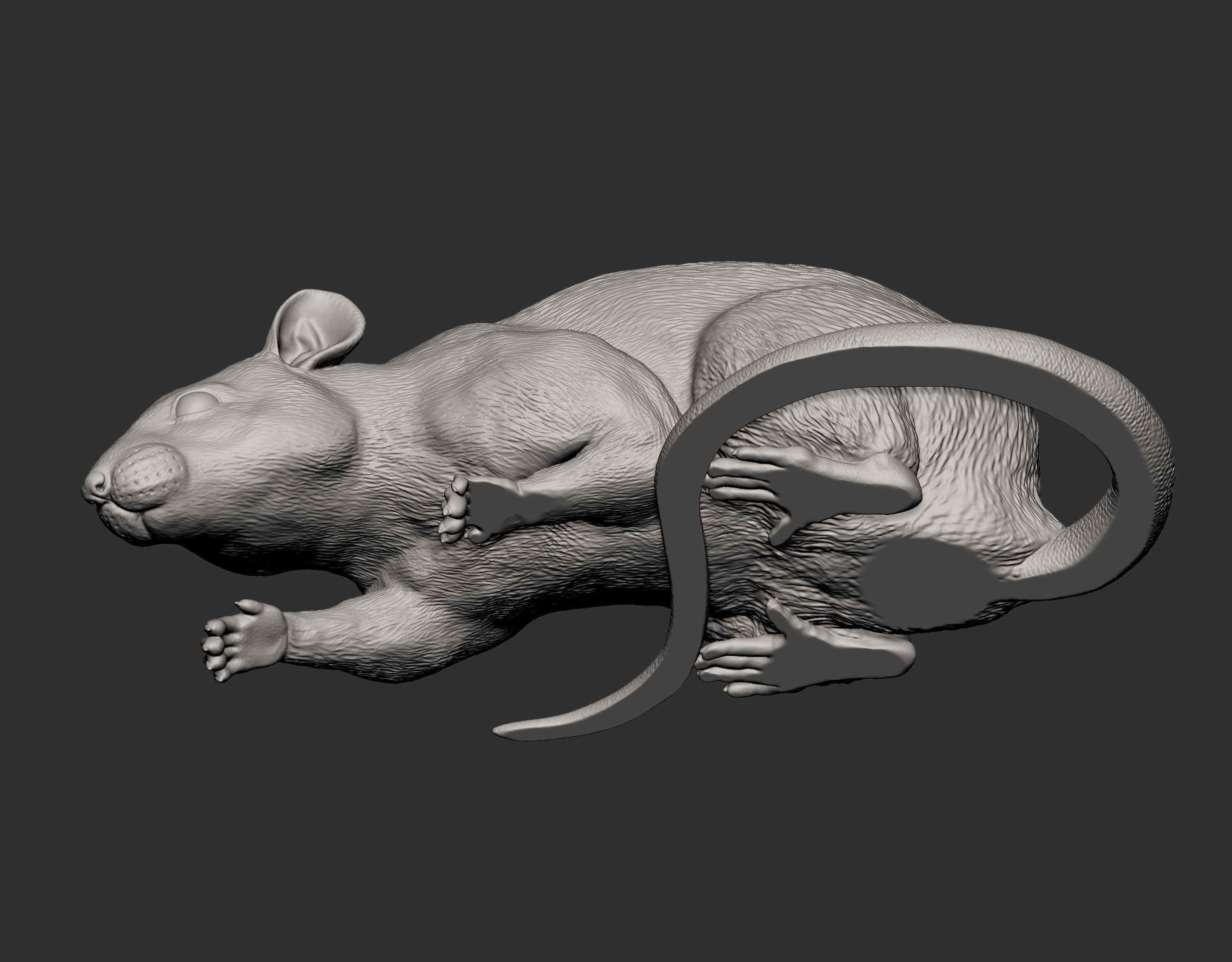 Rat looking down 3D print model_16