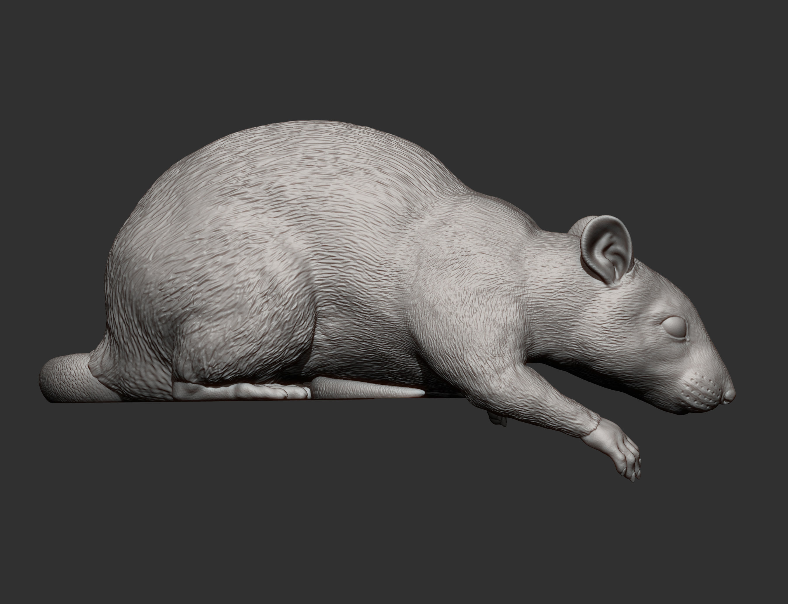 Rat looking down 3D print model_12