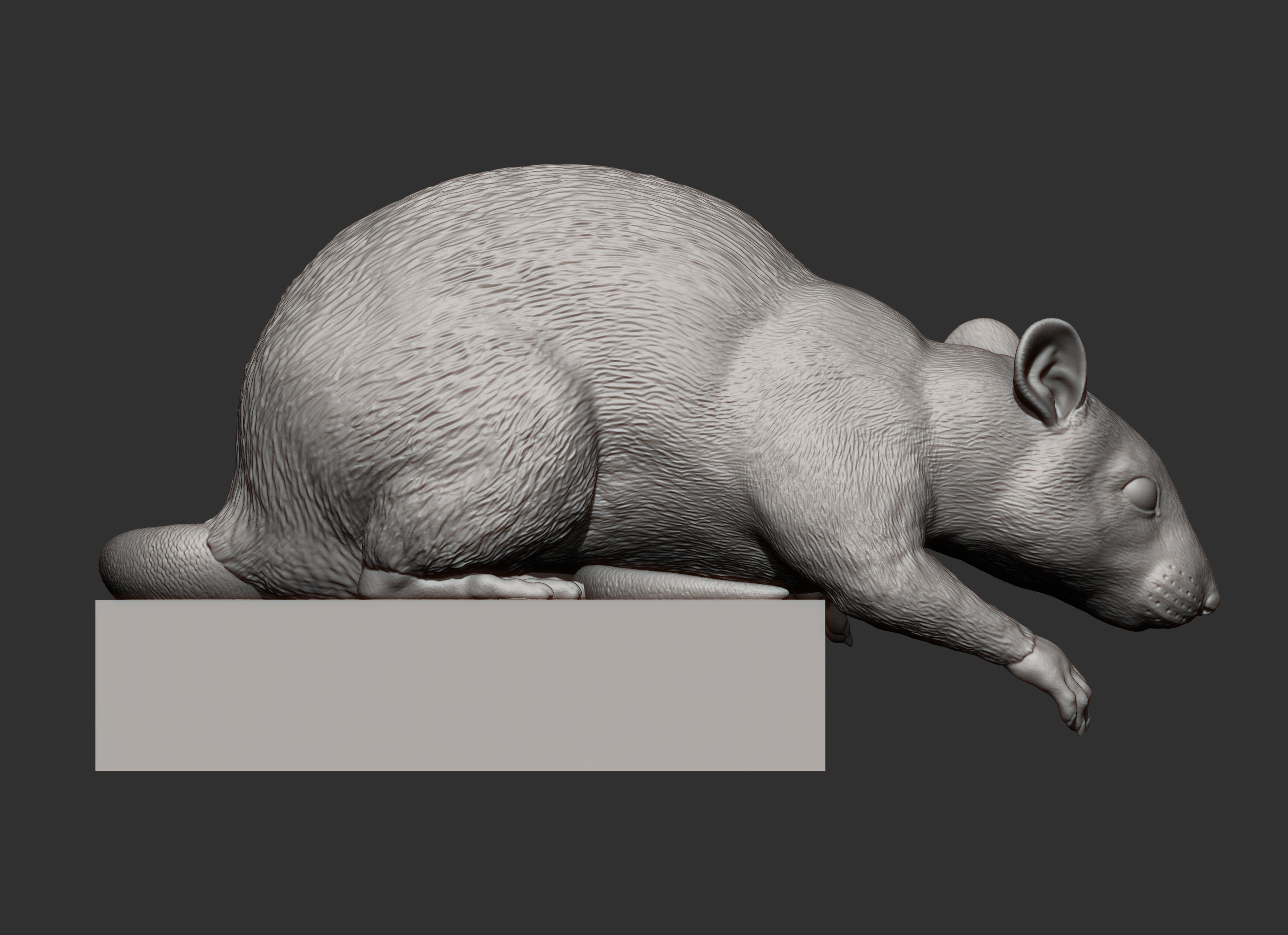 Rat looking down 3D print model_8