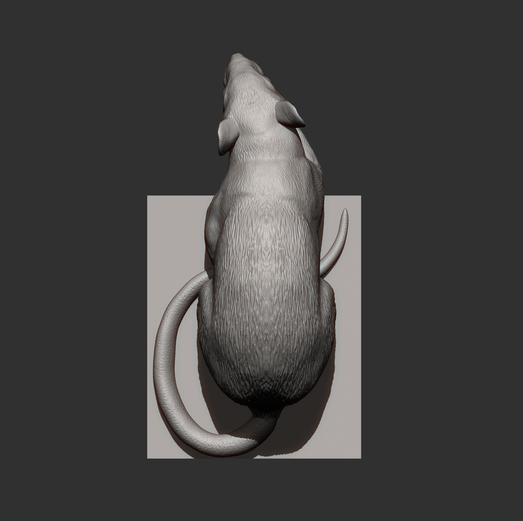 Rat looking down 3D print model_15
