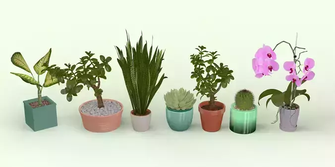 Pot Plants Collection