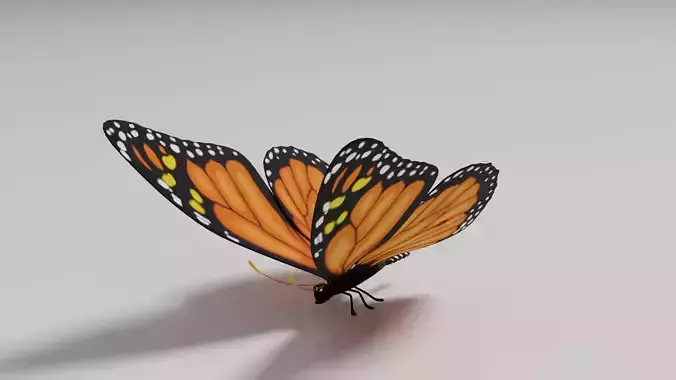 Butterfly 1