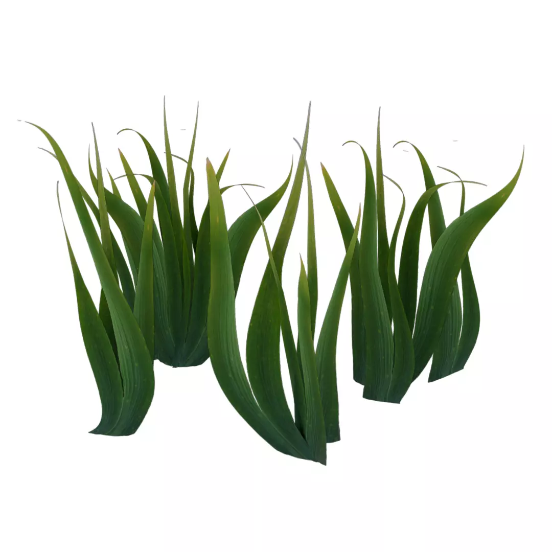 low poly big grass Low-poly 3D model_0