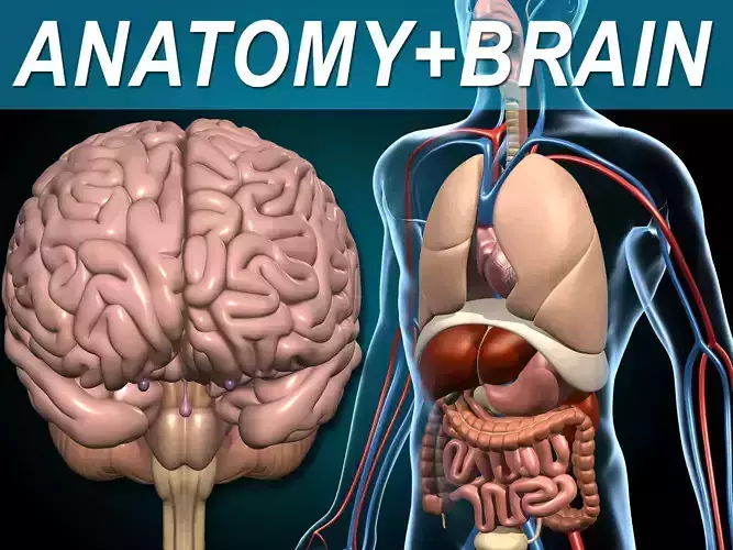 Anatomy and Brain 3D model