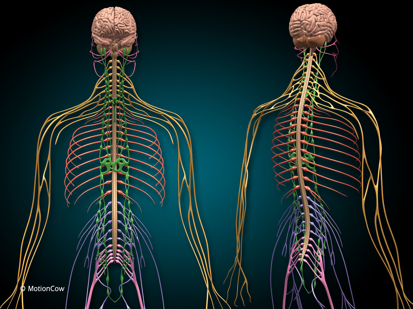 Brain and Nervous System 3D model_8