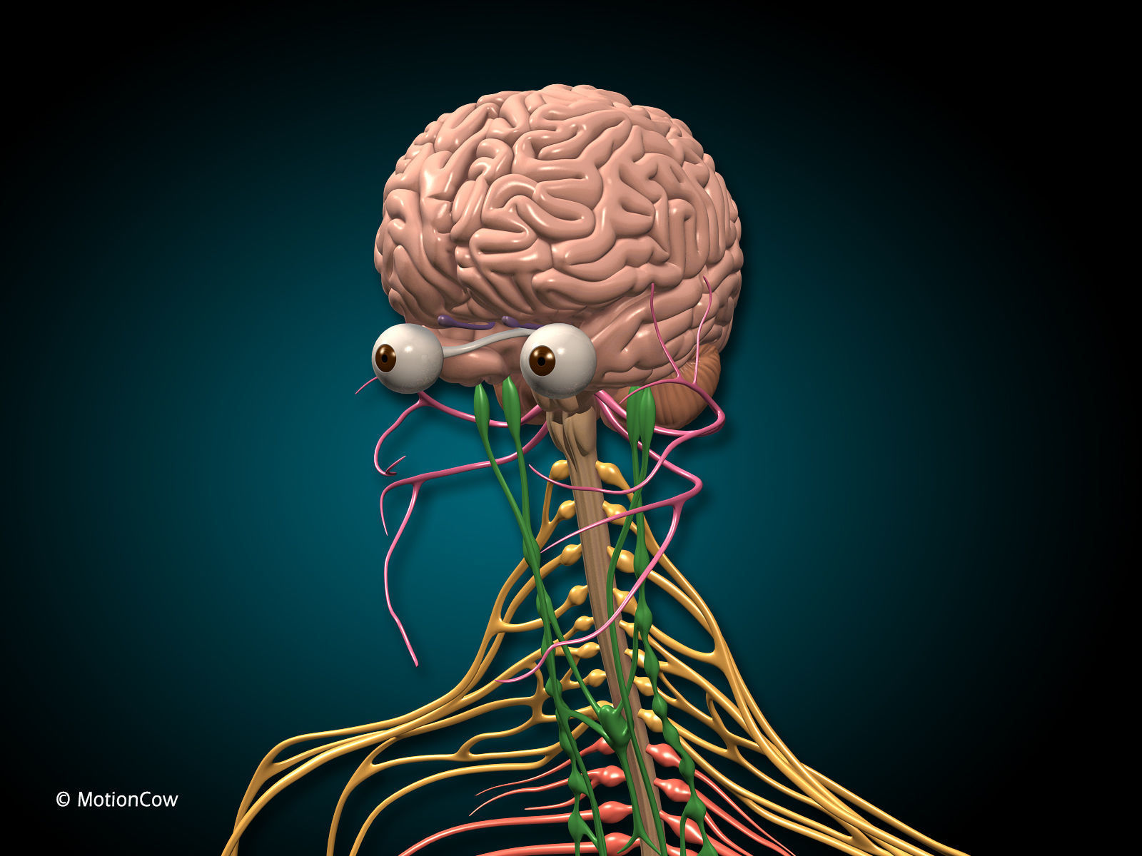 Brain and Nervous System 3D model_9