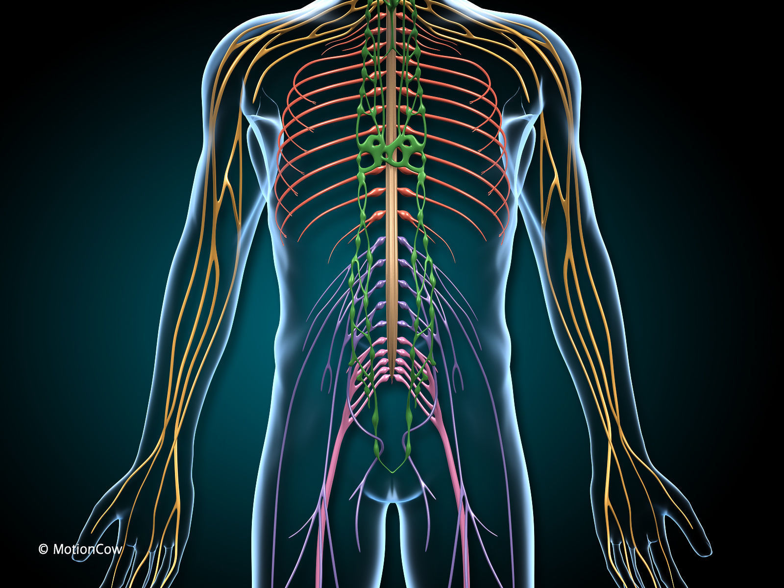 Brain and Nervous System 3D model_3
