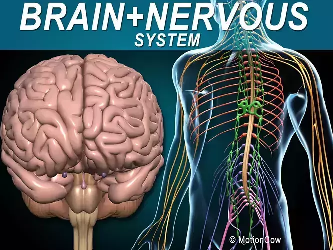 Brain and Nervous System 3D model