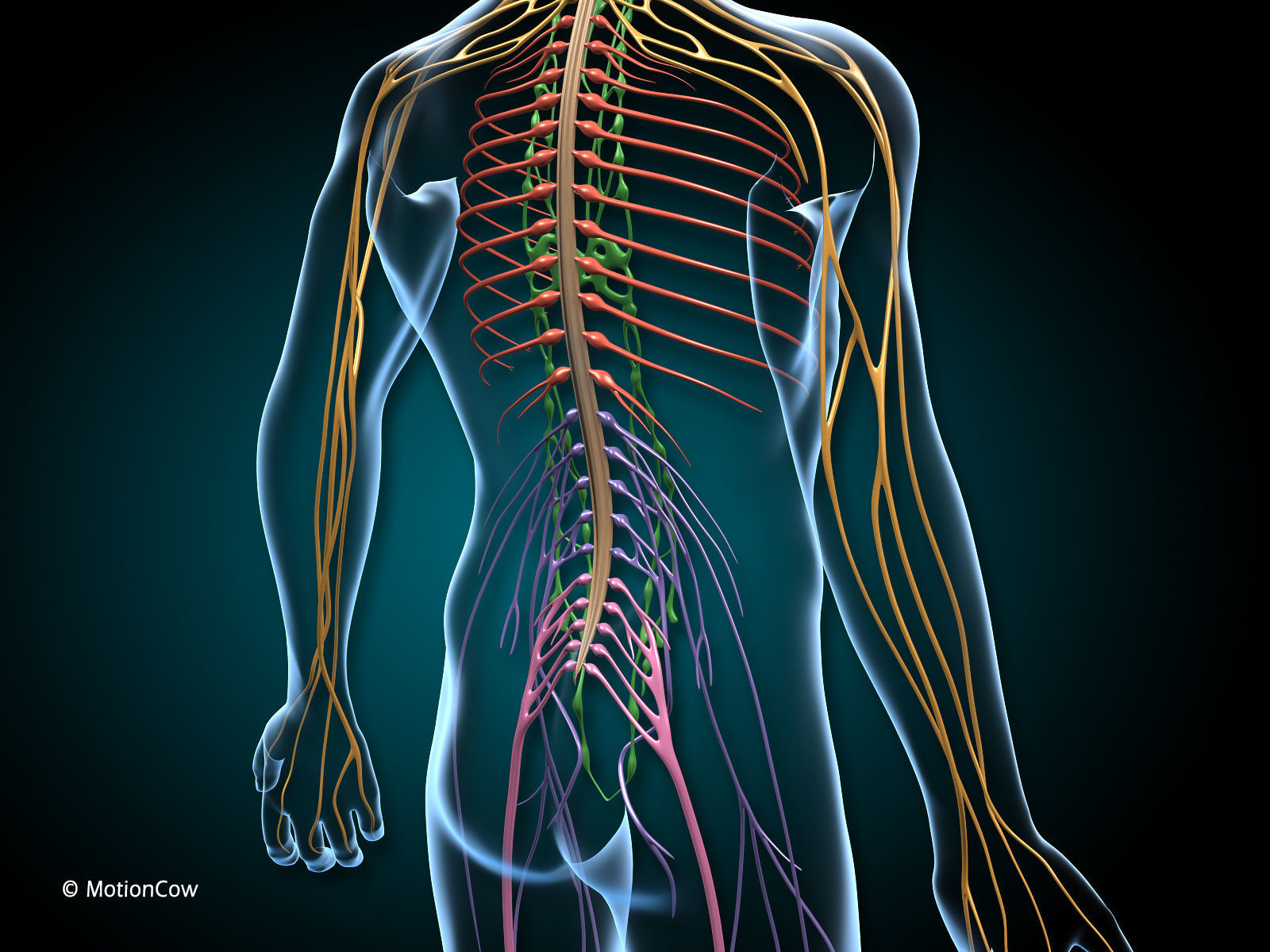 Brain and Nervous System 3D model_4
