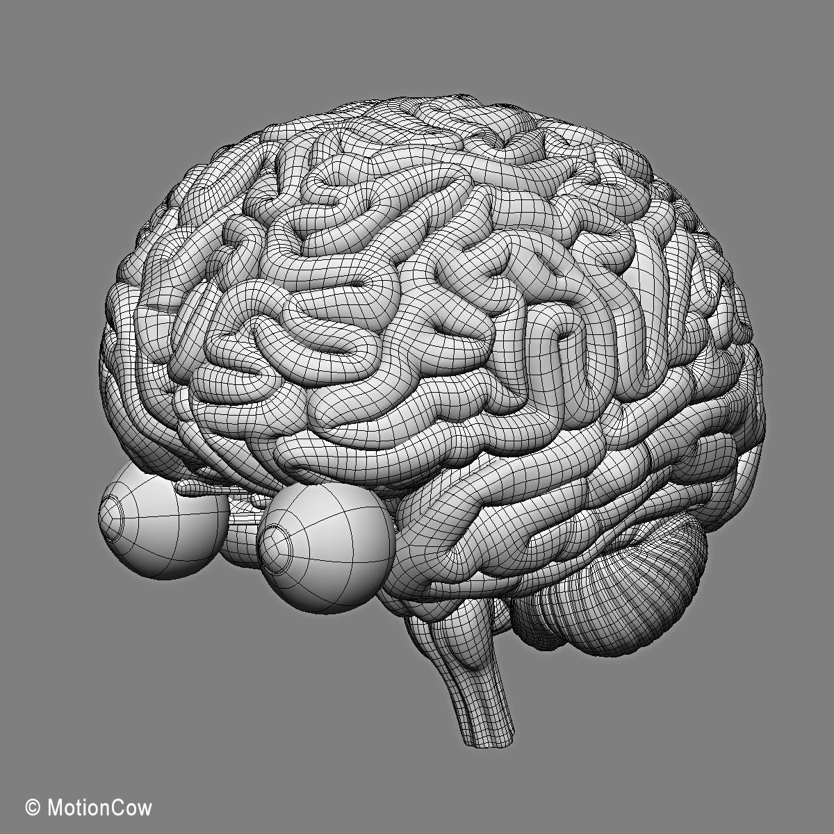 Brain and Nervous System 3D model_23