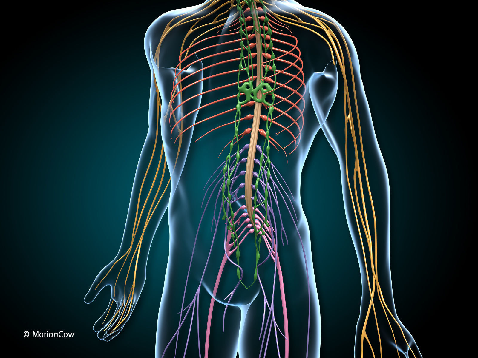 Brain and Nervous System 3D model_2