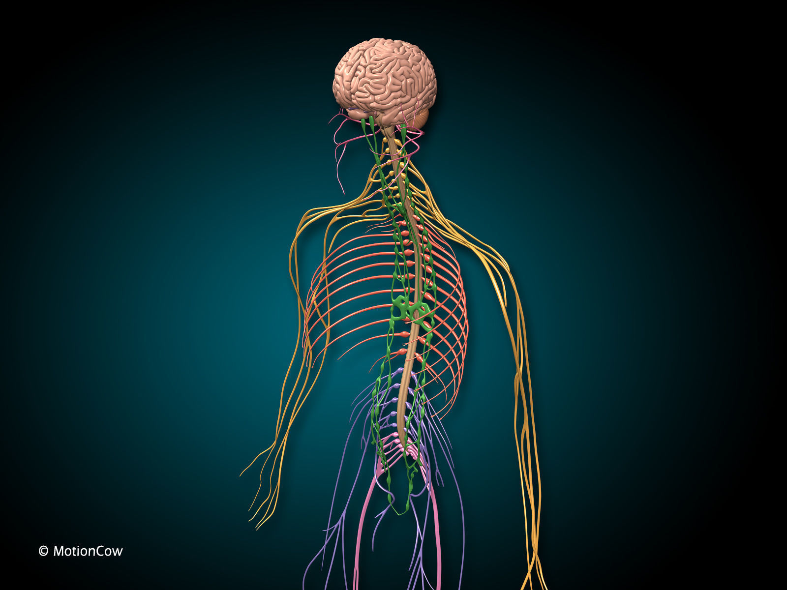 Brain and Nervous System 3D model_7