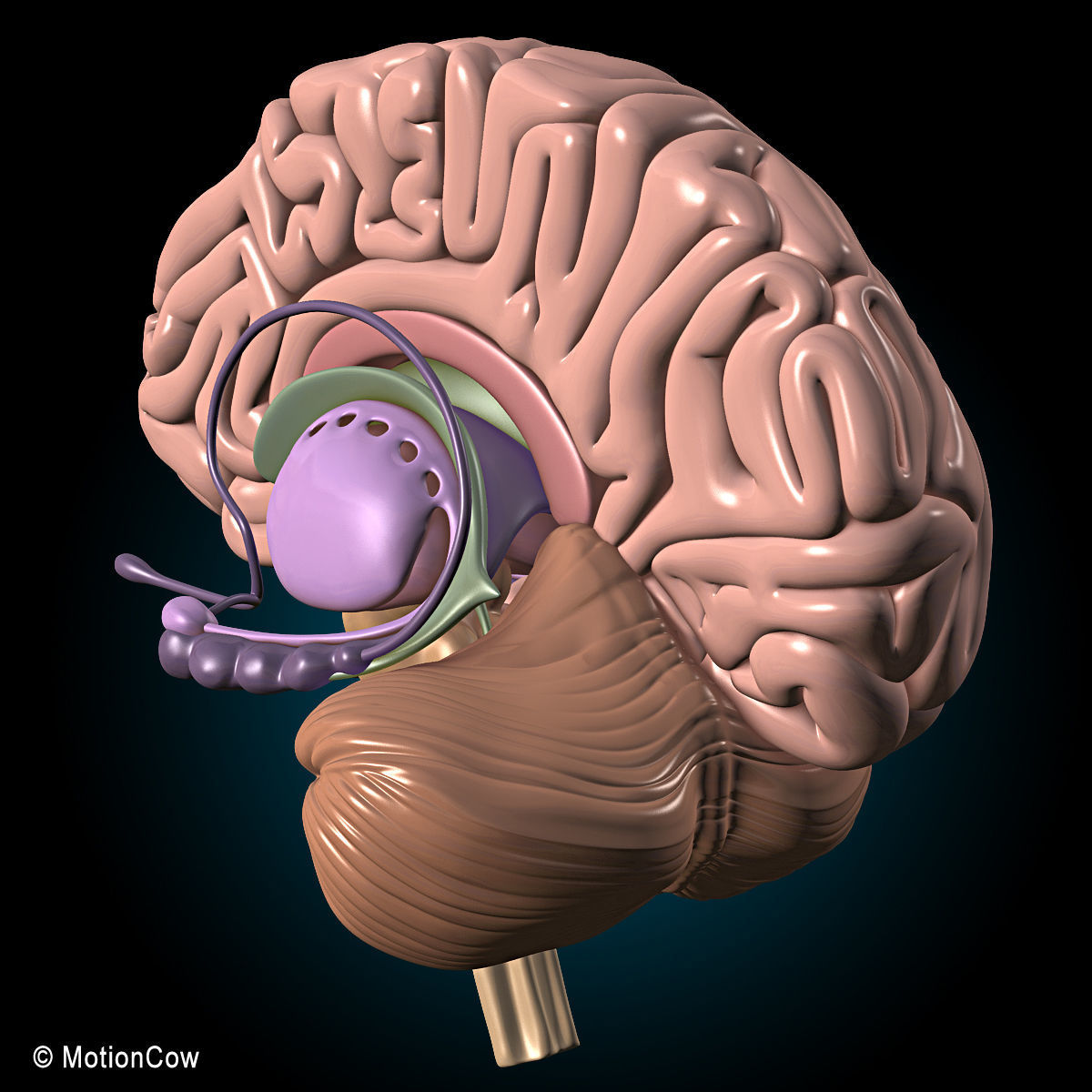 Brain and Nervous System 3D model_12