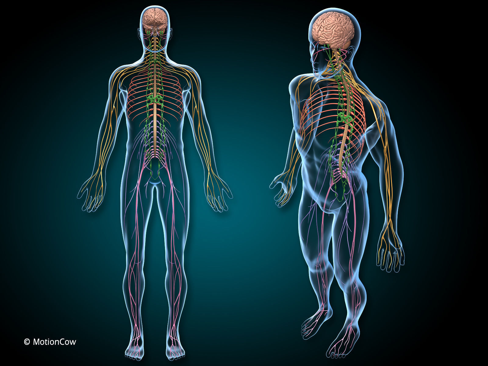 Brain and Nervous System 3D model_5