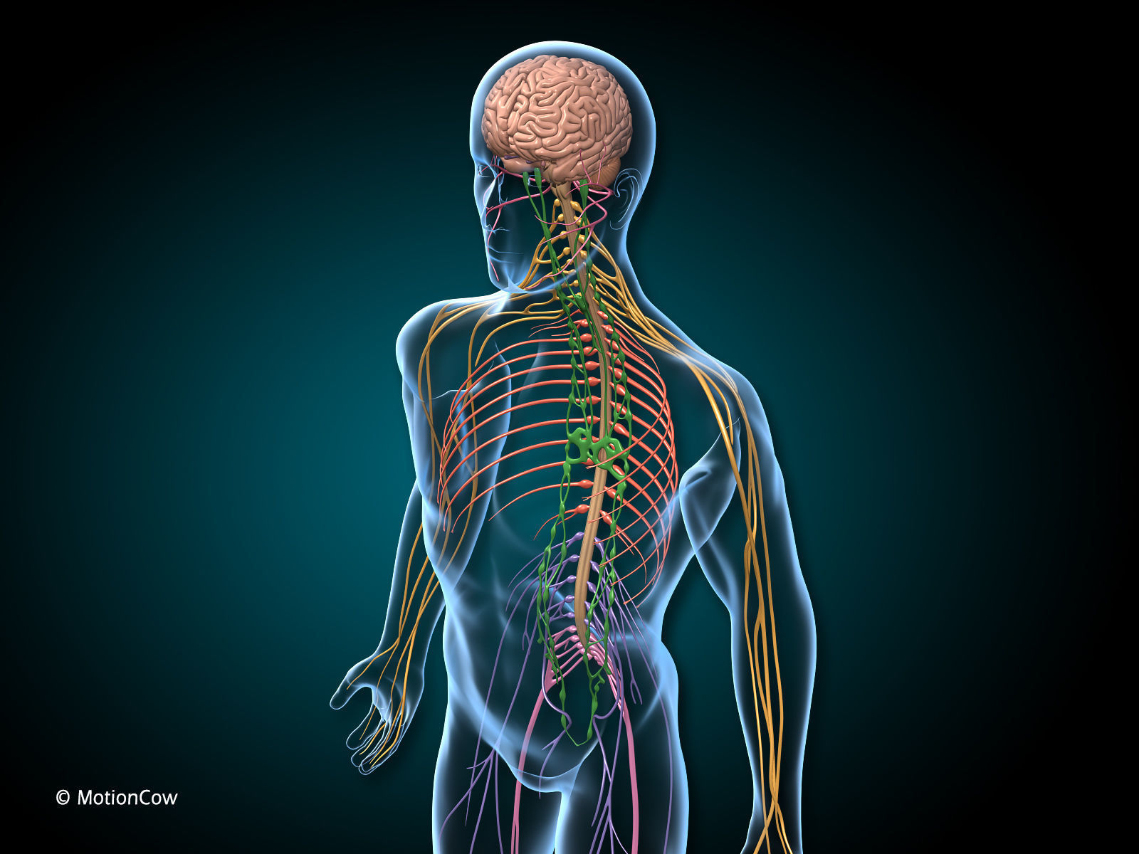 Brain and Nervous System 3D model_6