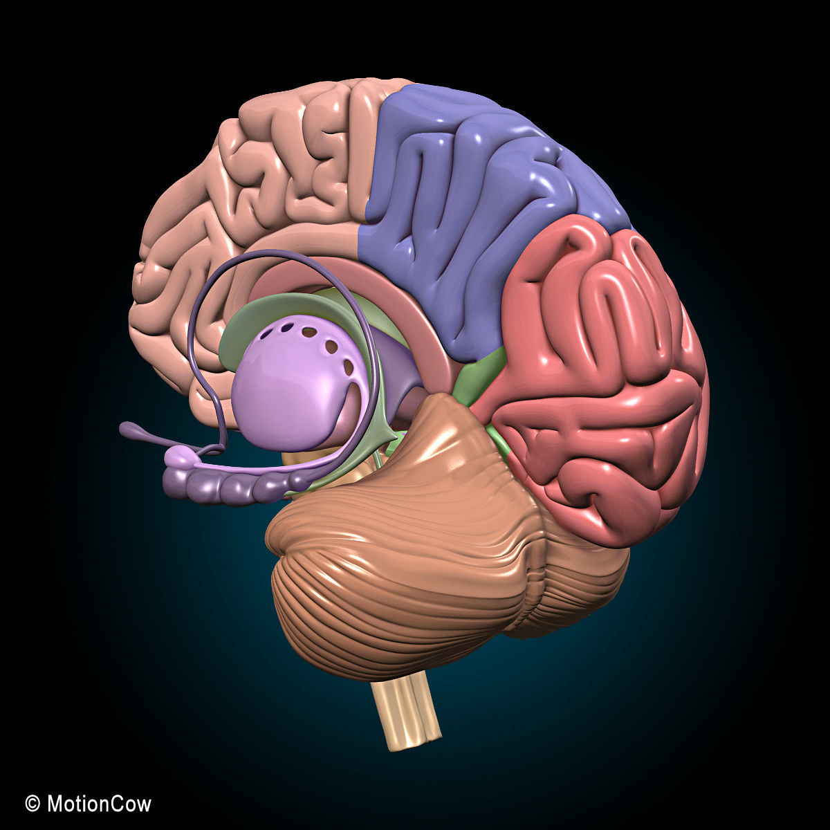 Brain and Nervous System 3D model_22