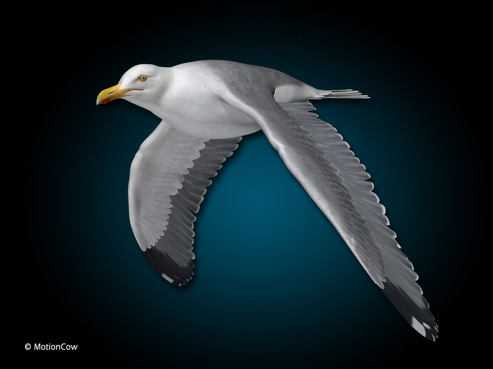 Seagull - Flight 3D model_8