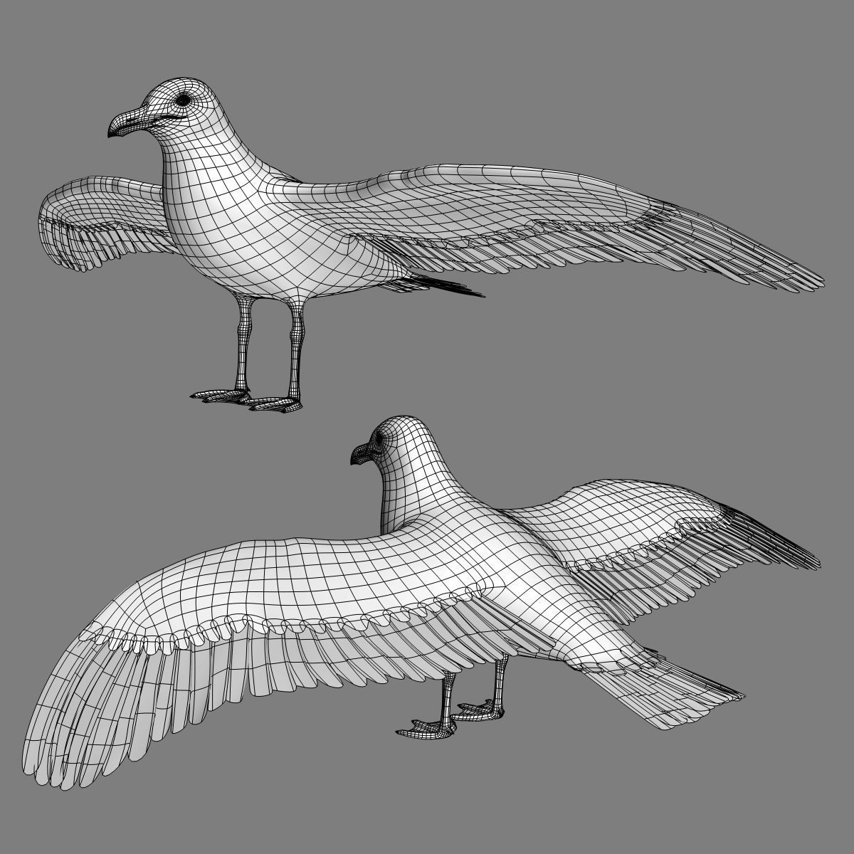 Seagull - Flight 3D model_19