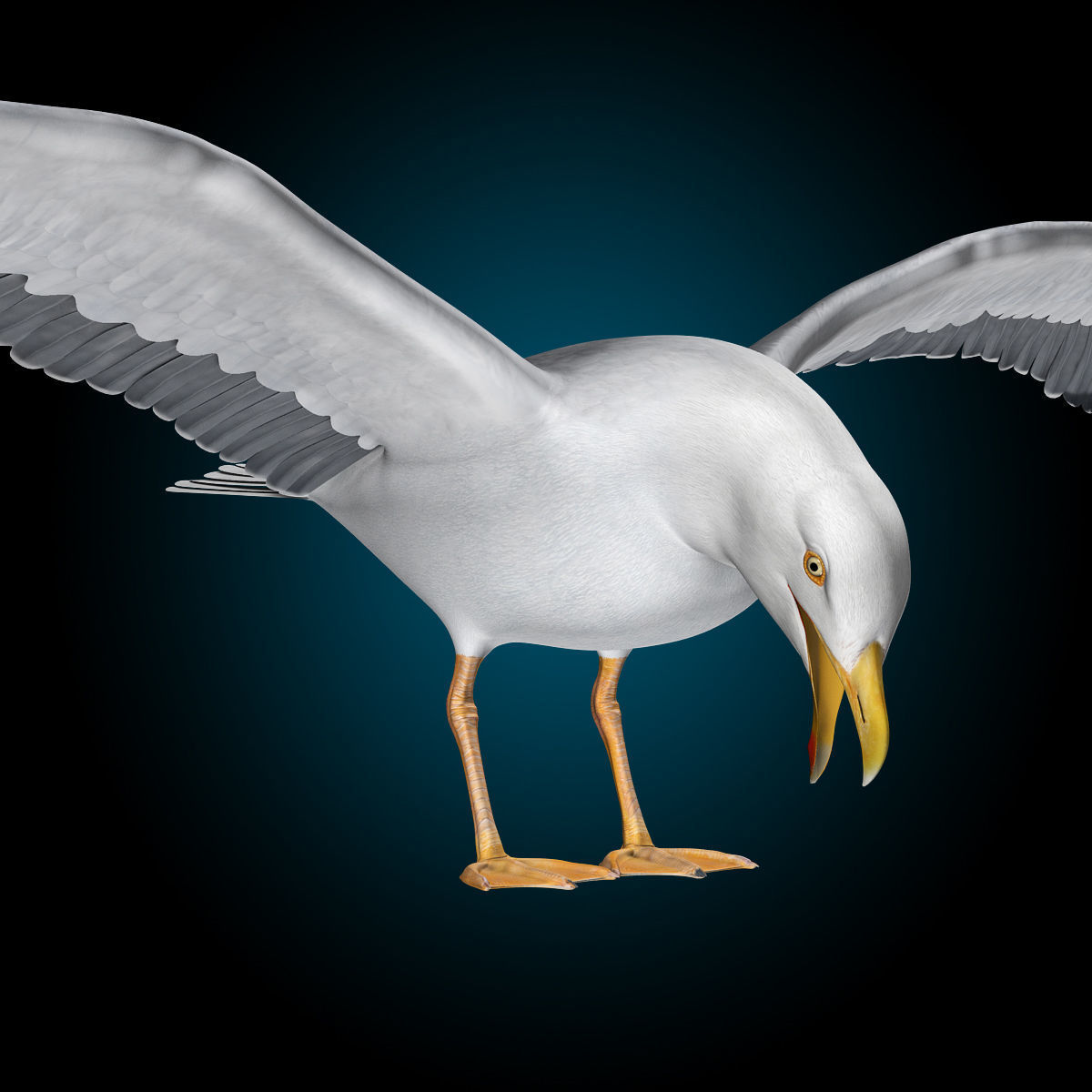 Seagull - Flight 3D model_17