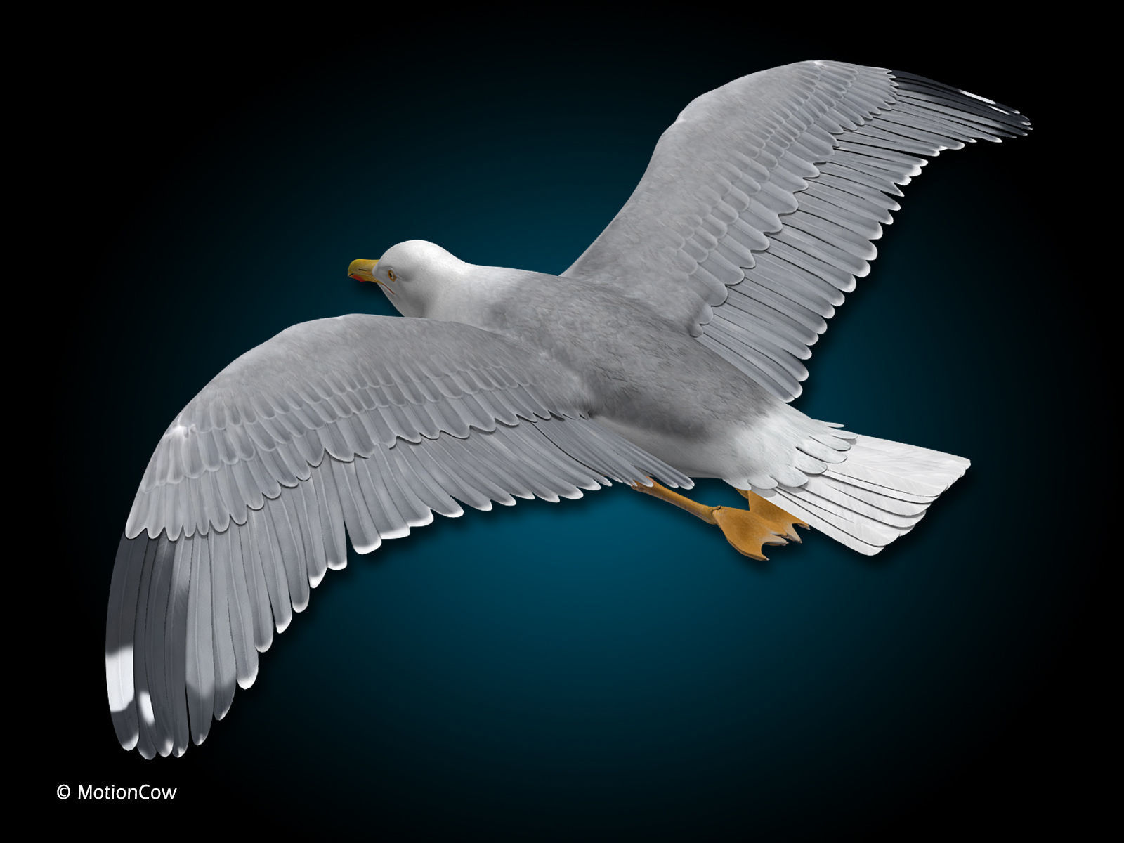 Seagull - Flight 3D model_2