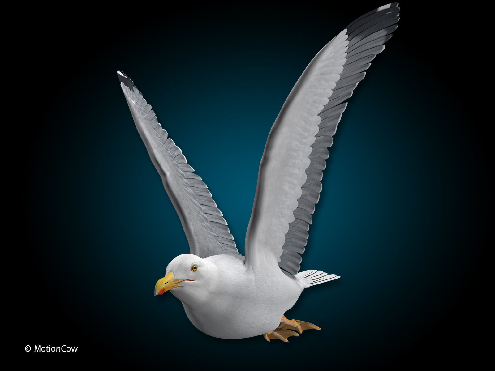 Seagull - Flight 3D model_4