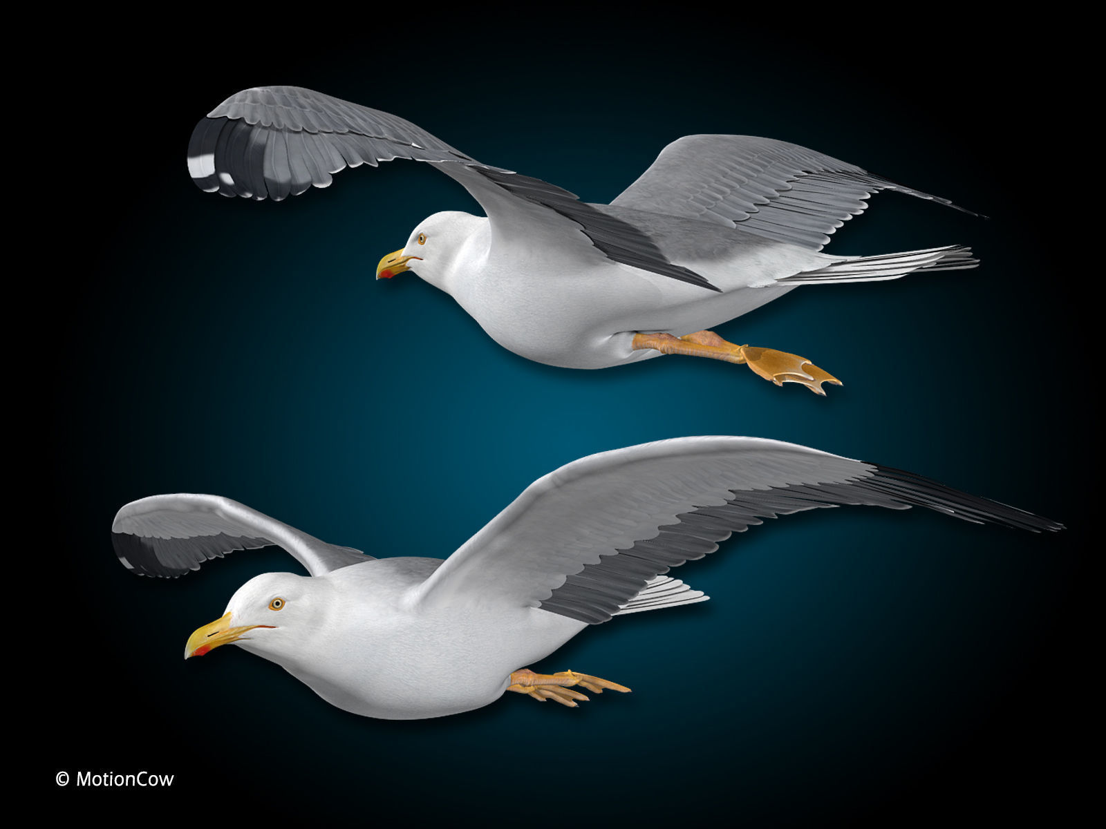 Seagull - Flight 3D model_6