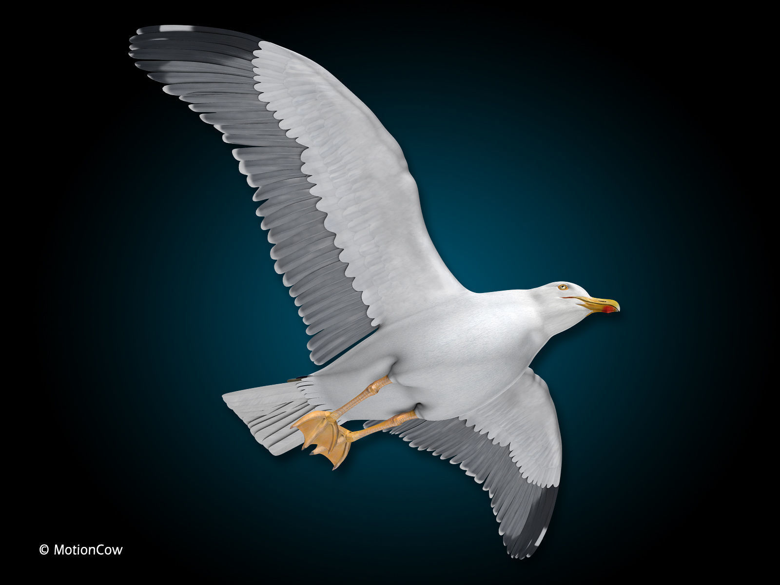 Seagull - Flight 3D model_7