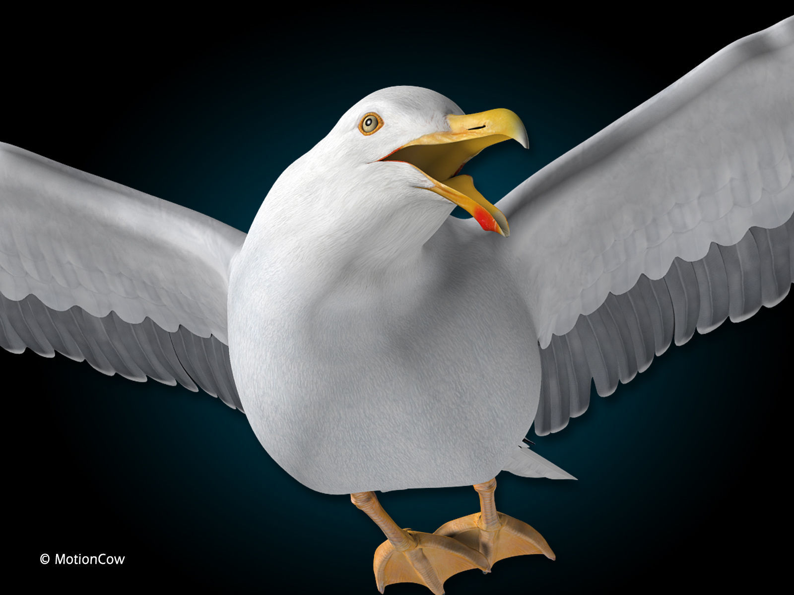 Seagull - Flight 3D model_11