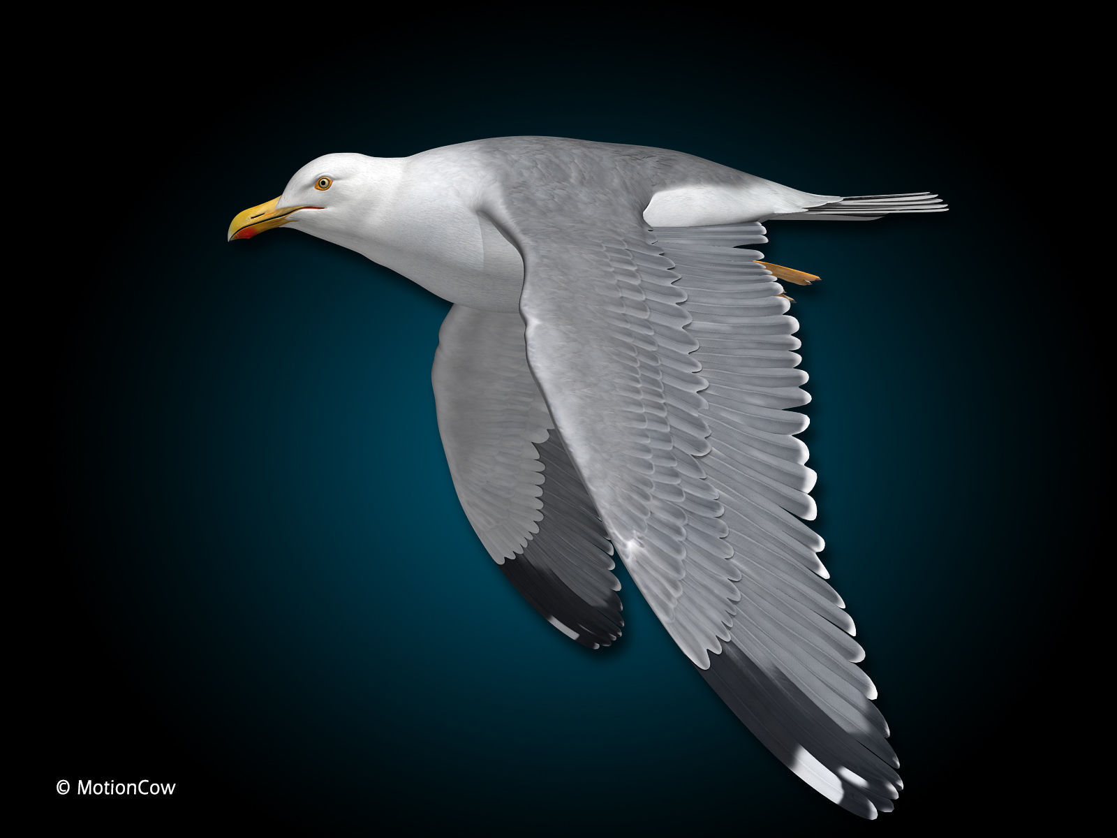Seagull - Flight 3D model_3