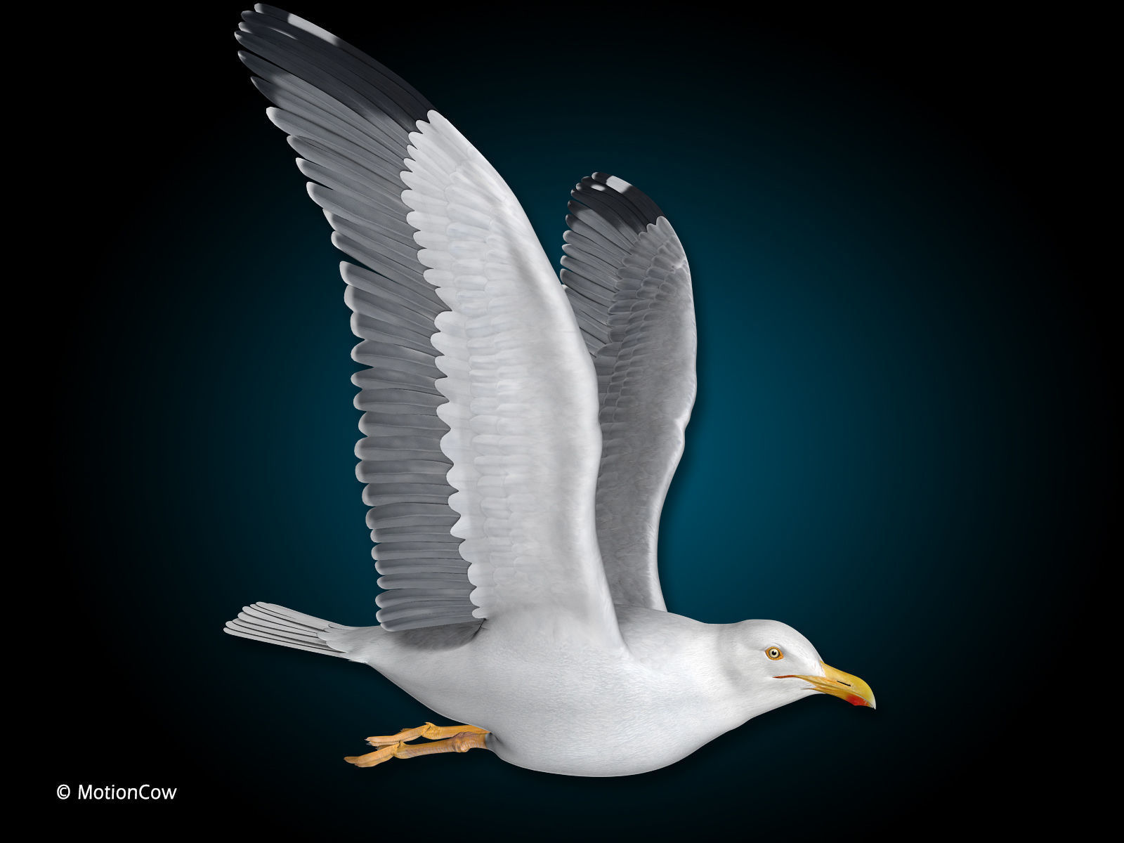 Seagull - Flight 3D model_9