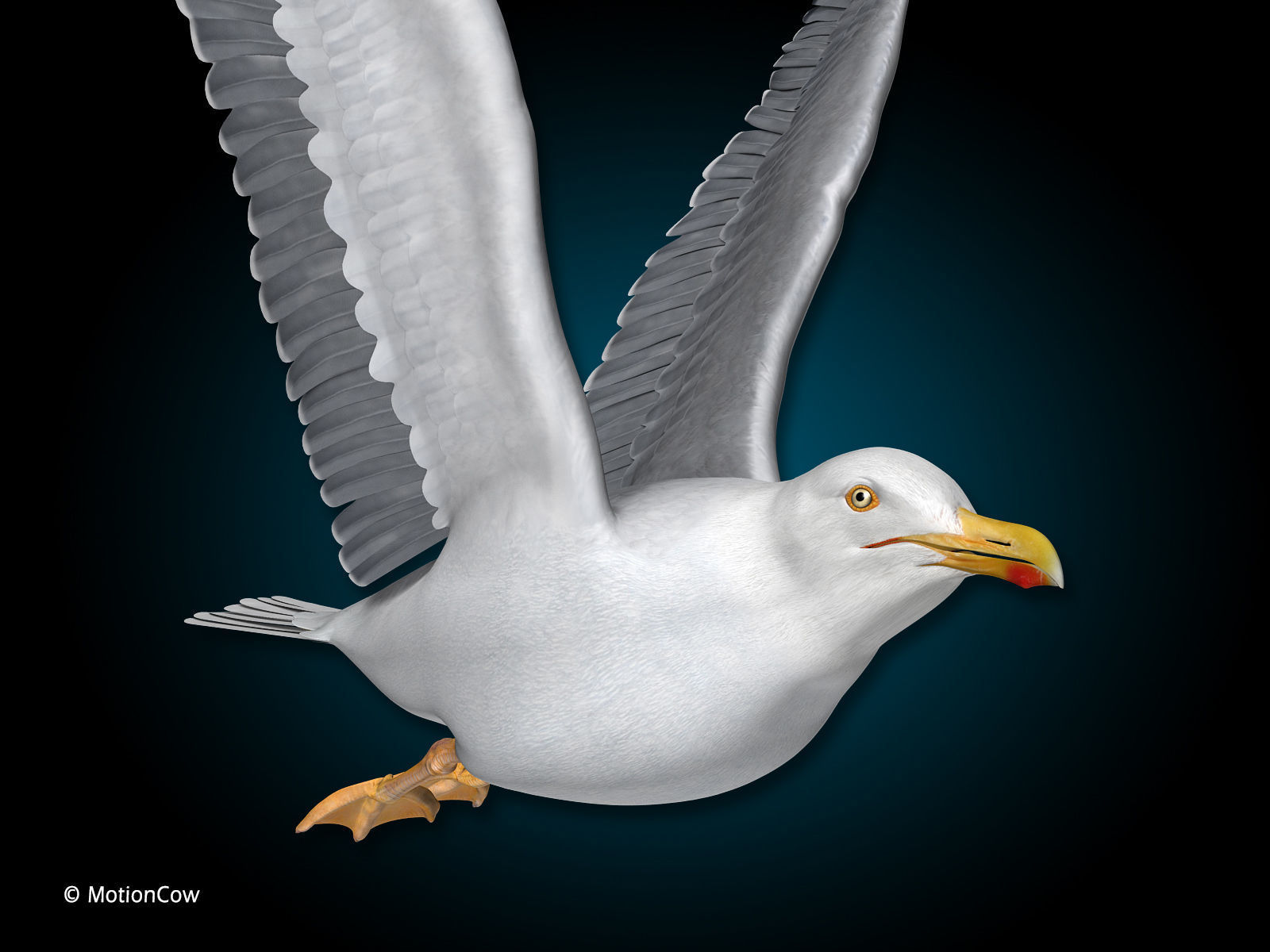 Seagull - Flight 3D model_10