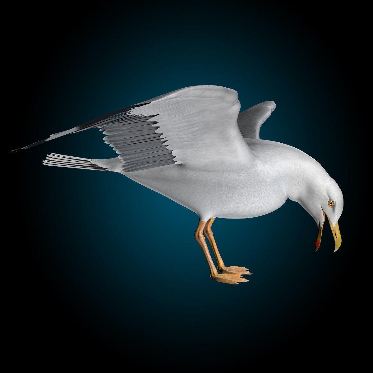Seagull - Flight 3D model_18