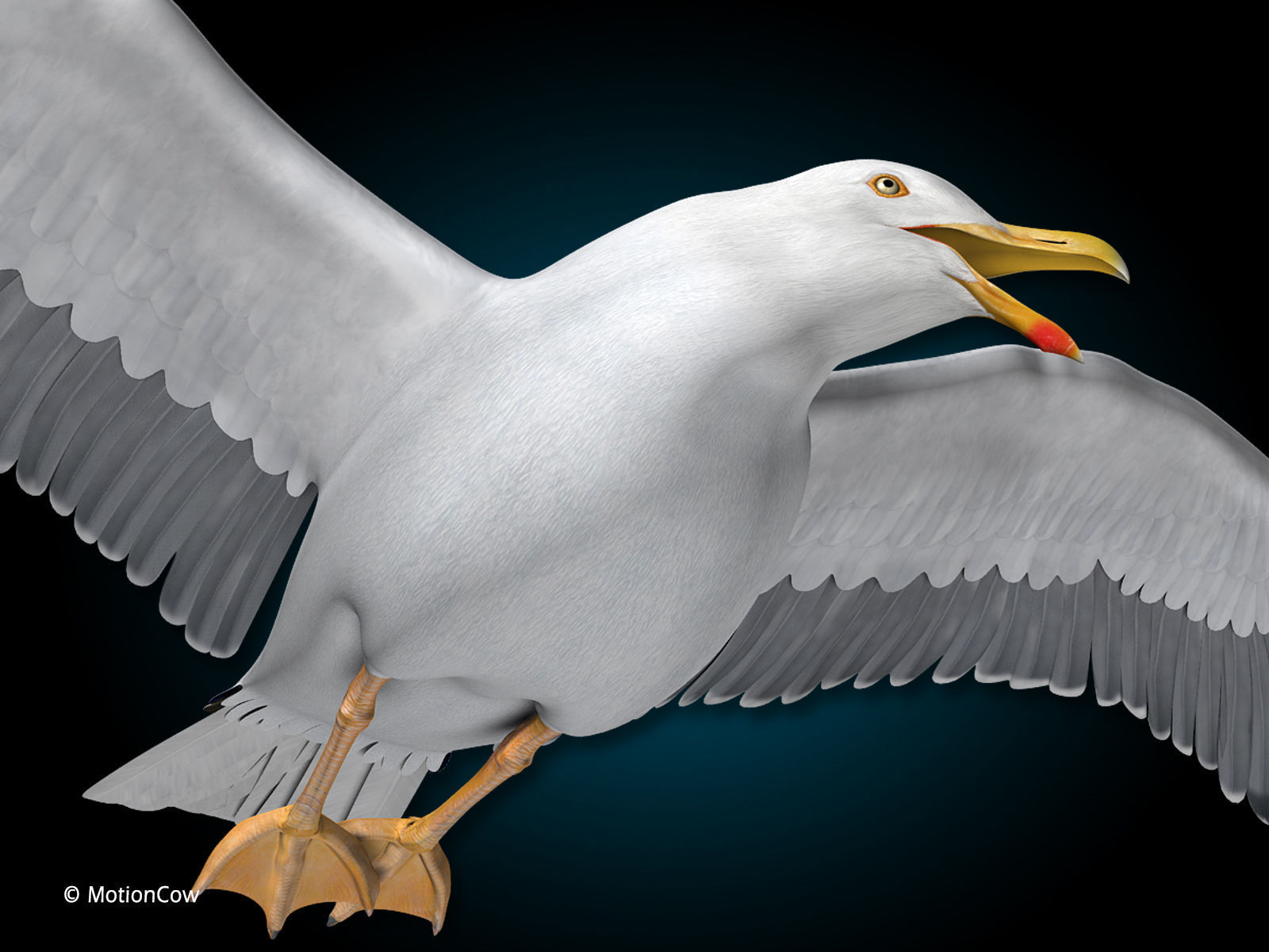 Seagull - Flight 3D model_12