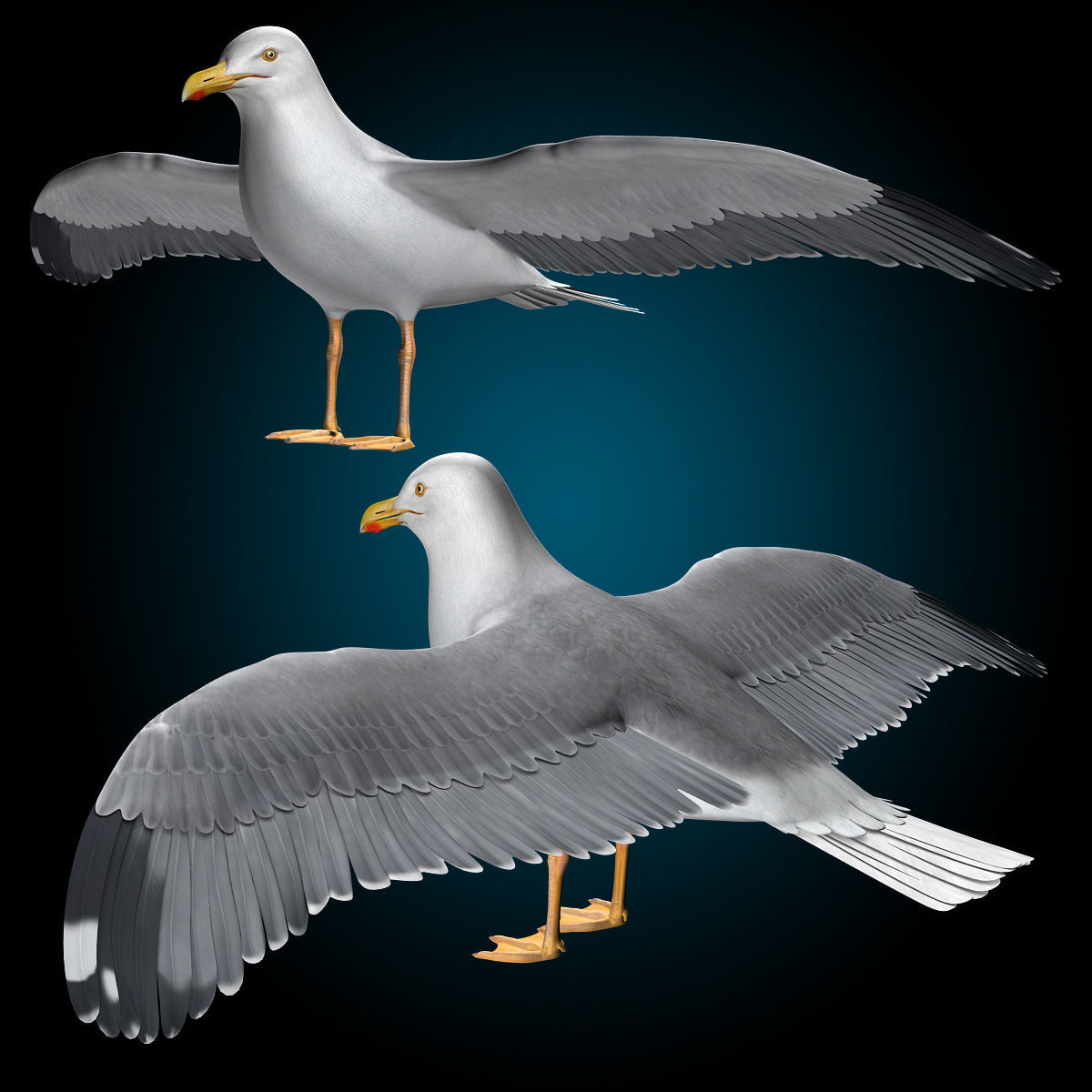 Seagull - Flight 3D model_14