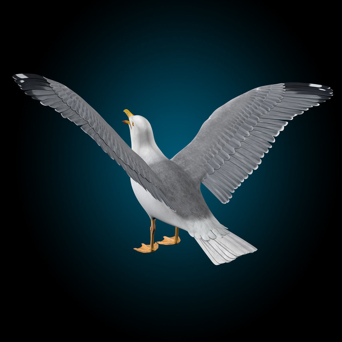 Seagull - Flight 3D model_16